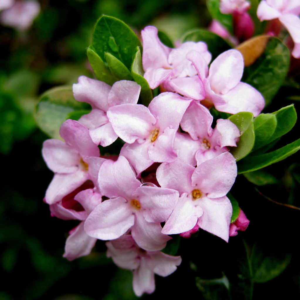 Daphne 'Rosy Wave' (burkwoodii x collina)